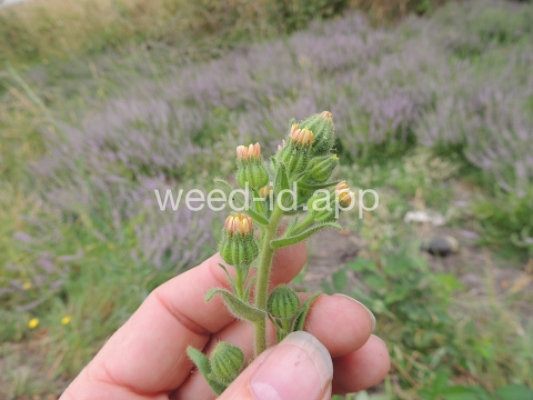 tarweed, coast